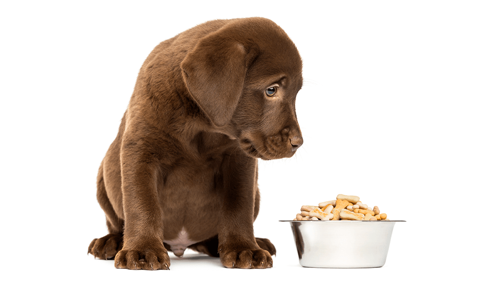 a subscription marketplace can implement a replenishment subscription that sells dog food